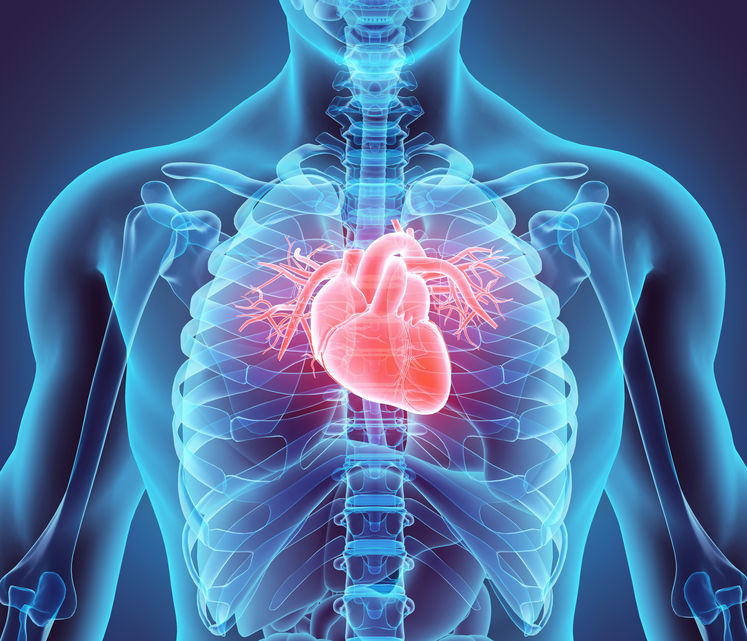 Système cardiocirculatoire